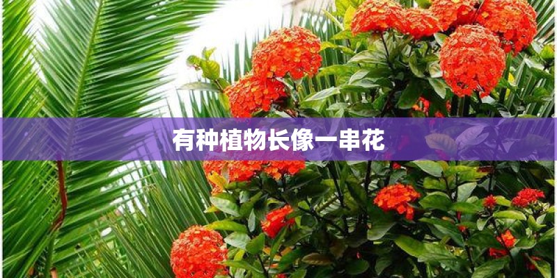 有种植物长像一串花