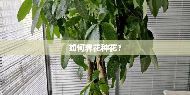 如何养花种花？