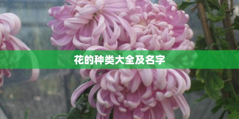 花的种类大全及名字
