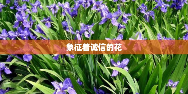 象征着诚信的花