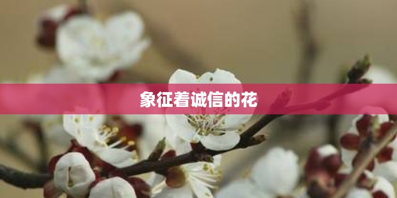 象征着诚信的花