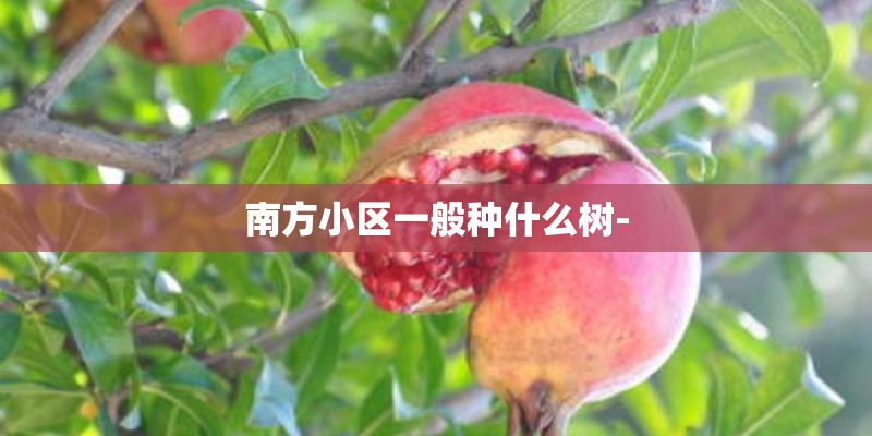 南方小区一般种什么树-