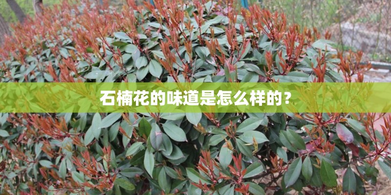 石楠花的味道是怎么样的？