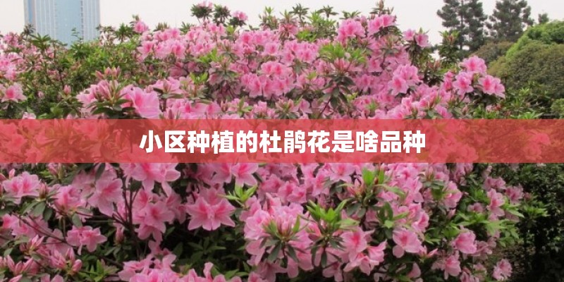 小区种植的杜鹃花是啥品种