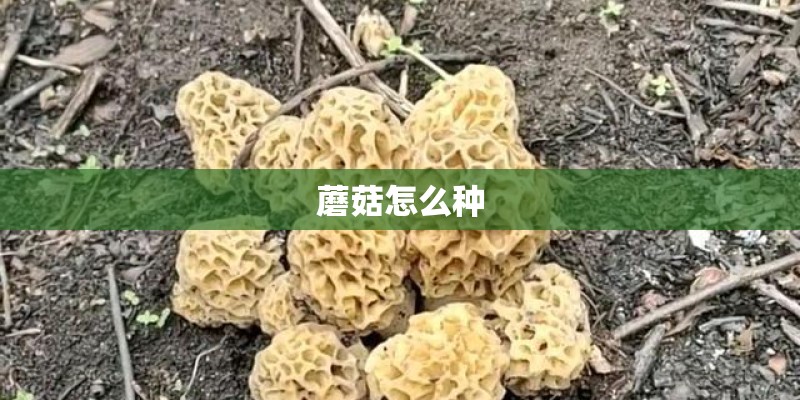 蘑菇怎么种