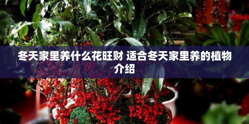 冬天家里养什么花旺财 适合冬天家里养的植物介绍
