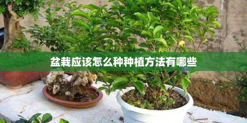 盆栽应该怎么种种植方法有哪些
