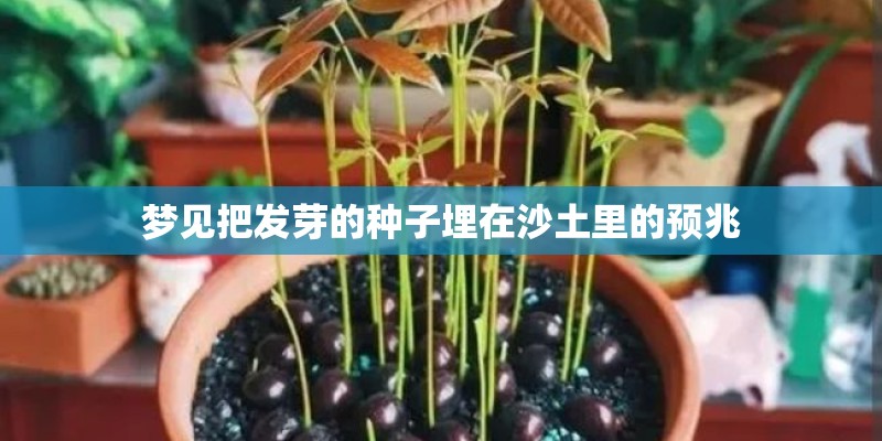 梦见把发芽的种子埋在沙土里的预兆