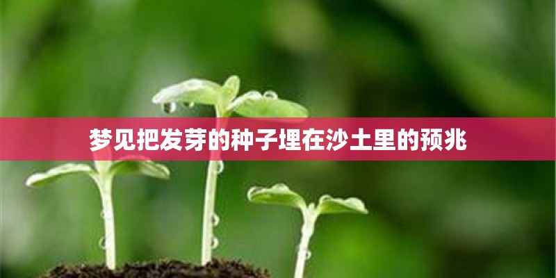 梦见把发芽的种子埋在沙土里的预兆