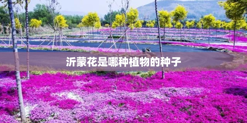 沂蒙花是哪种植物的种子