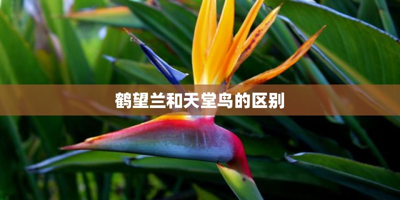 鹤望兰和天堂鸟的区别