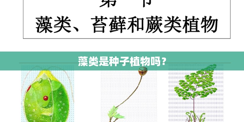 藻类是种子植物吗？