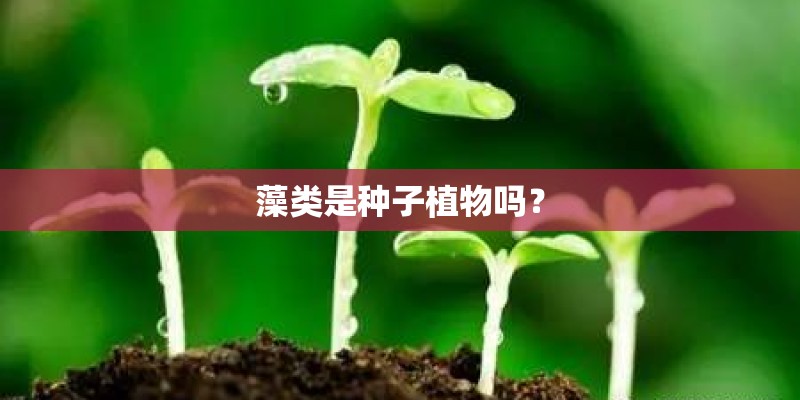 藻类是种子植物吗？
