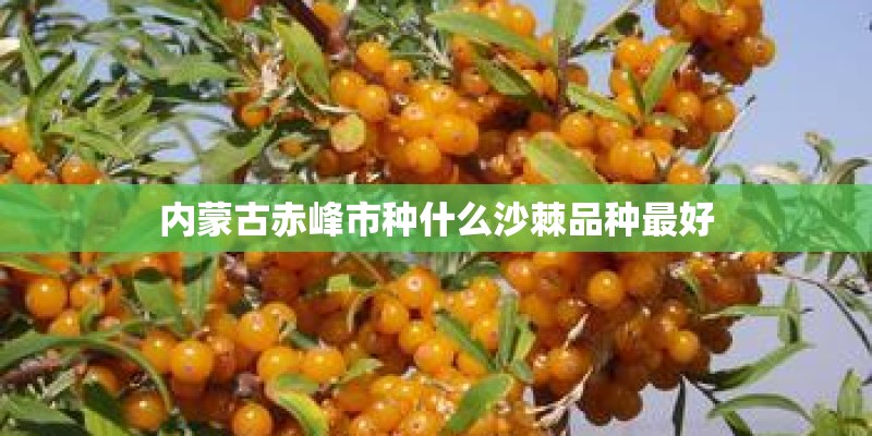 内蒙古赤峰市种什么沙棘品种最好