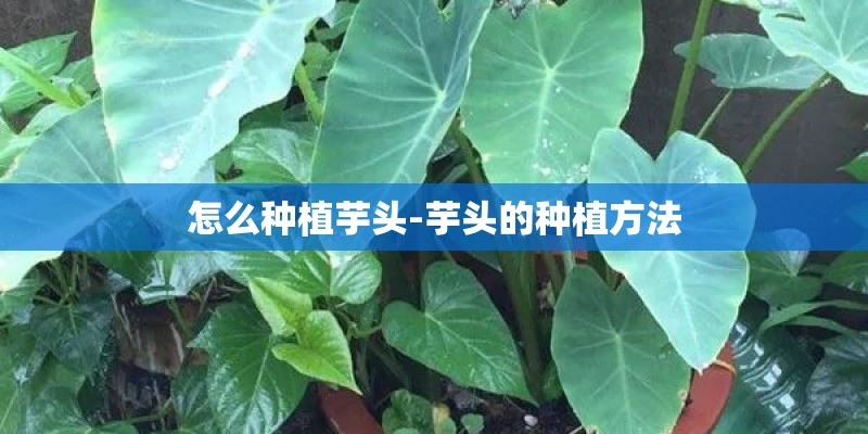怎么种植芋头-芋头的种植方法
