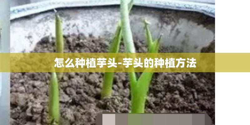 怎么种植芋头-芋头的种植方法