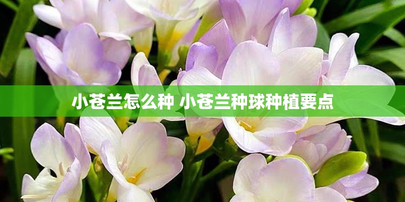 小苍兰怎么种 小苍兰种球种植要点