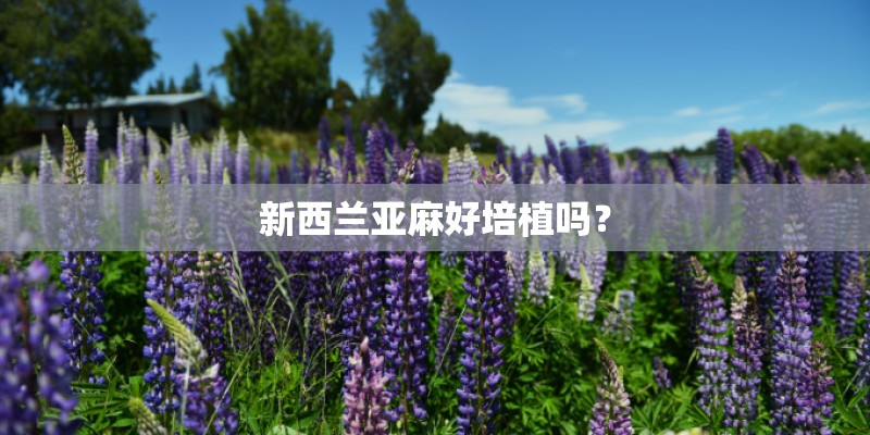 新西兰亚麻好培植吗？