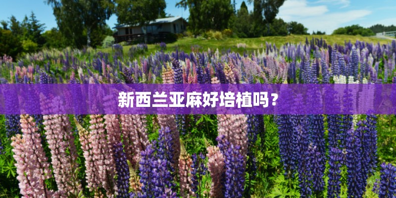 新西兰亚麻好培植吗？