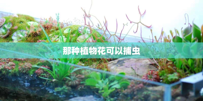 那种植物花可以捕虫