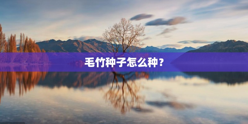 毛竹种子怎么种？