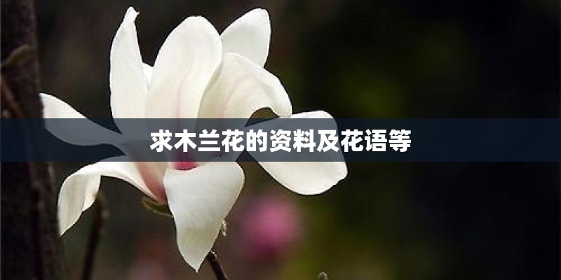 求木兰花的资料及花语等