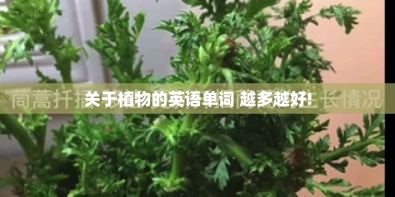 关于植物的英语单词 越多越好!