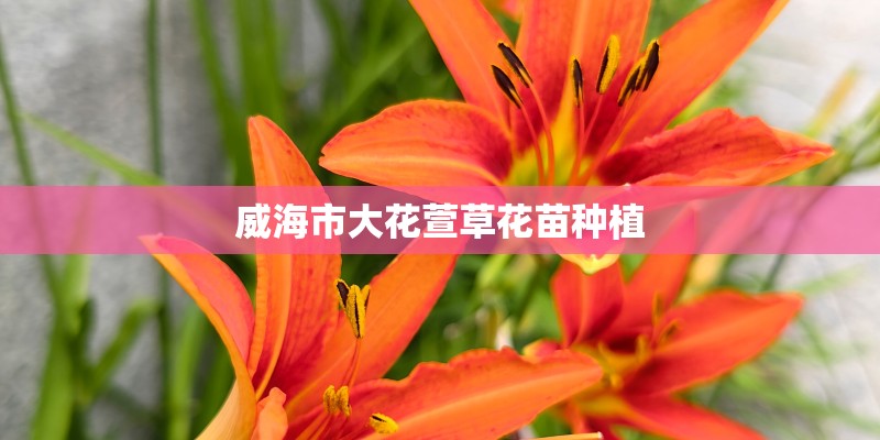 威海市大花萱草花苗种植