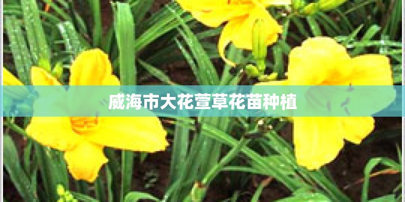 威海市大花萱草花苗种植