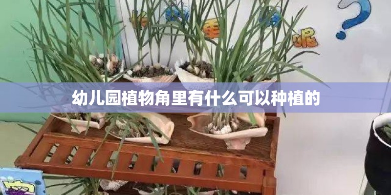 幼儿园植物角里有什么可以种植的