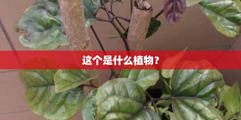 这个是什么植物？