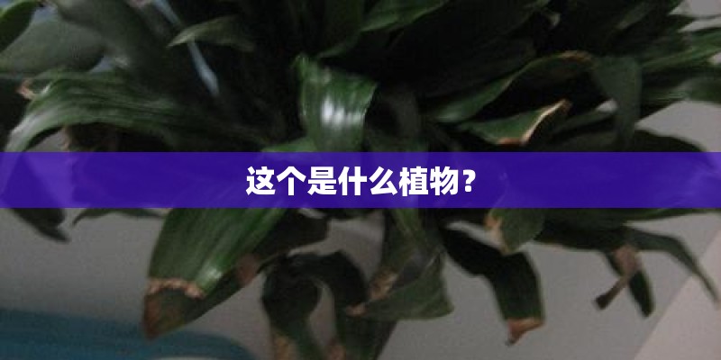 这个是什么植物？