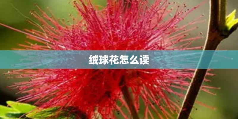 绒球花怎么读