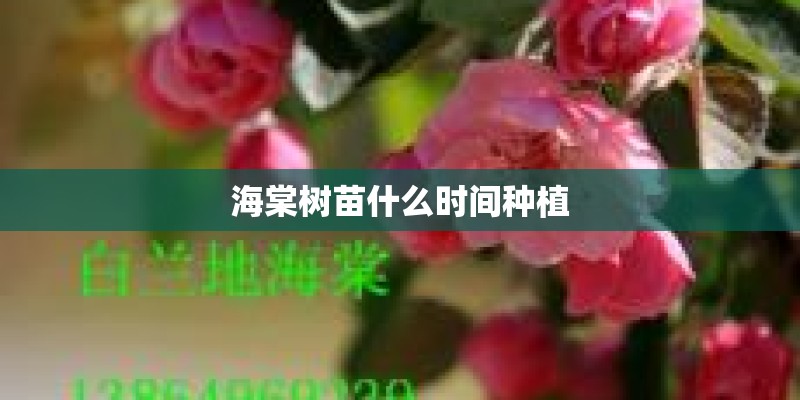 海棠树苗什么时间种植