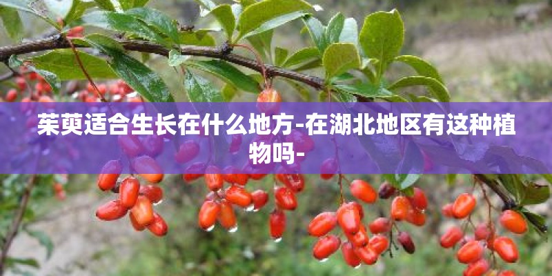 茱萸适合生长在什么地方-在湖北地区有这种植物吗-