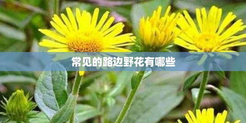常见的路边野花有哪些