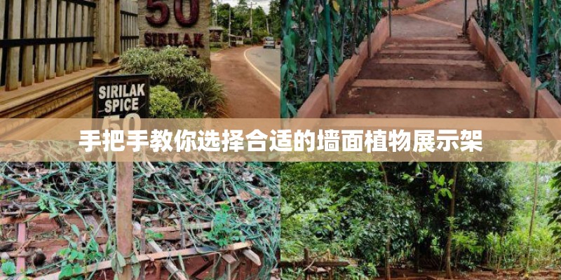 手把手教你选择合适的墙面植物展示架