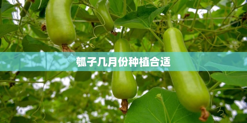 瓠子几月份种植合适
