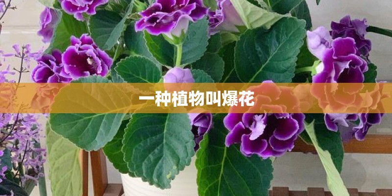 一种植物叫爆花