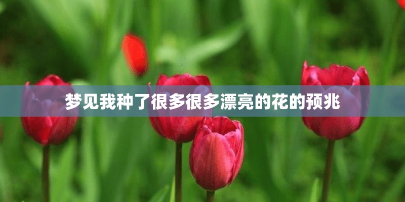 梦见我种了很多很多漂亮的花的预兆