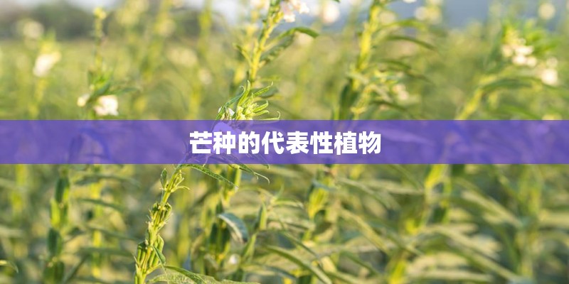 芒种的代表性植物