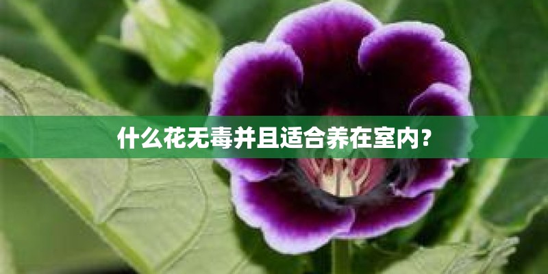 什么花无毒并且适合养在室内？