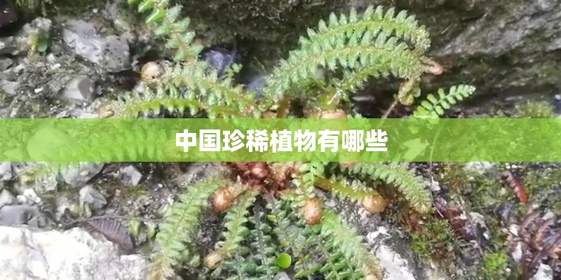 中国珍稀植物有哪些