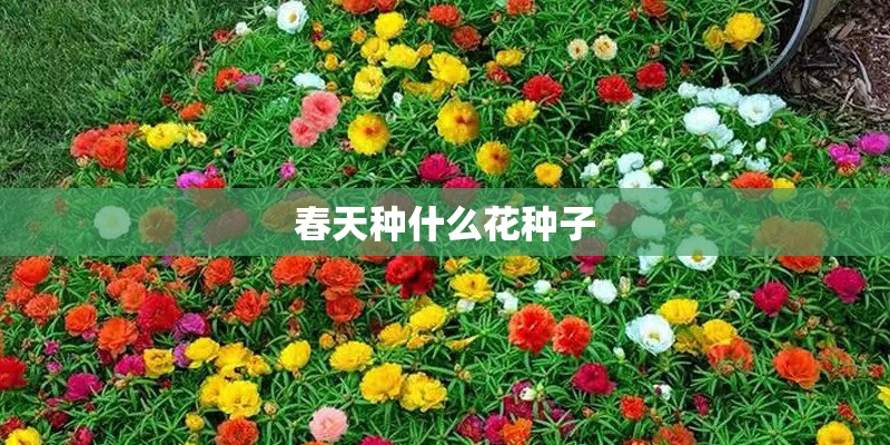 春天种什么花种子