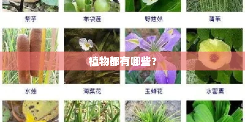 植物都有哪些？