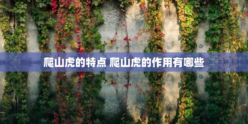 爬山虎的特点 爬山虎的作用有哪些