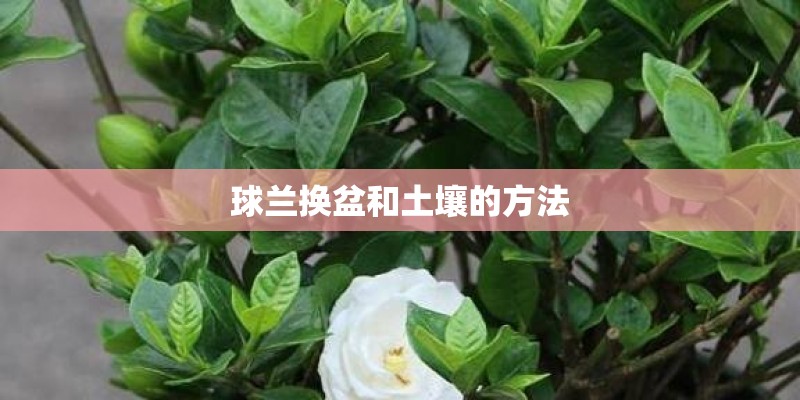 球兰换盆和土壤的方法