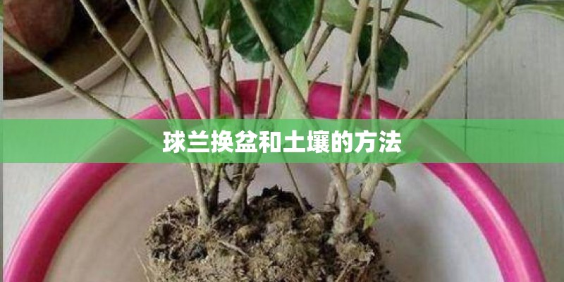球兰换盆和土壤的方法