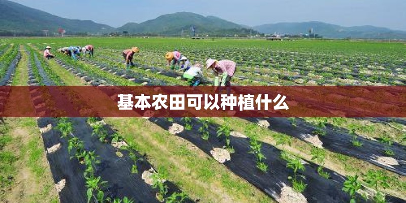 基本农田可以种植什么