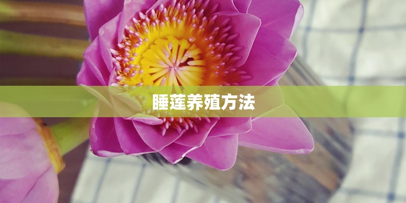 睡莲养殖方法